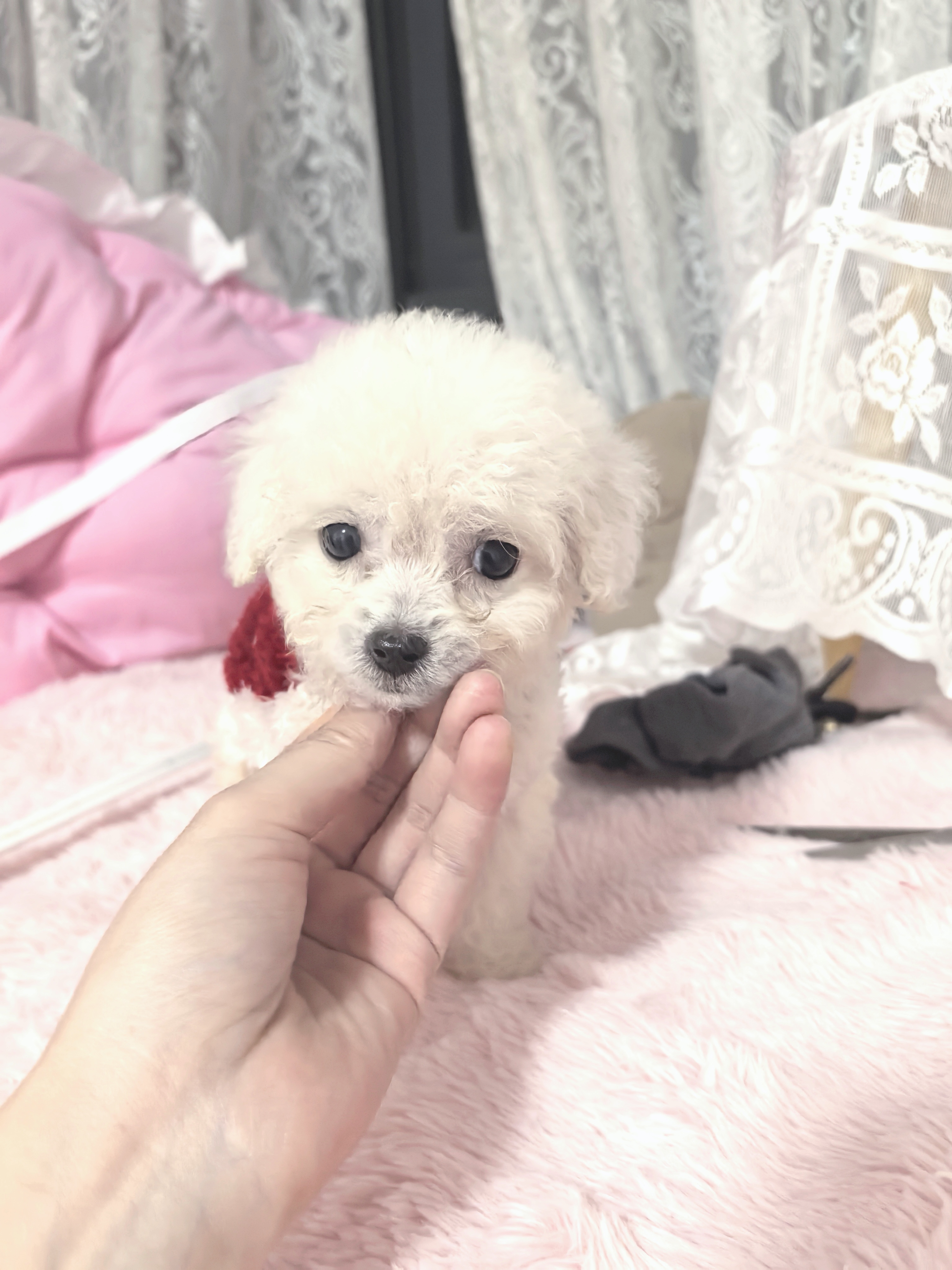 比熊